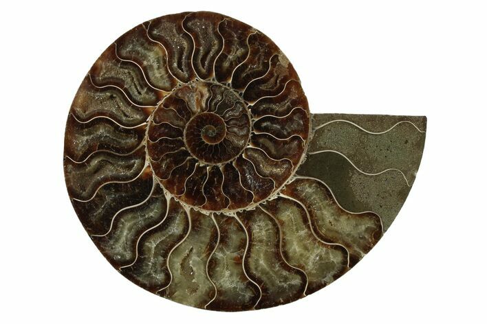 Cut & Polished Ammonite Fossil (Half) - Madagascar #341212